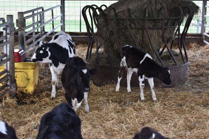Local dairy farmers chip in to help Mock family