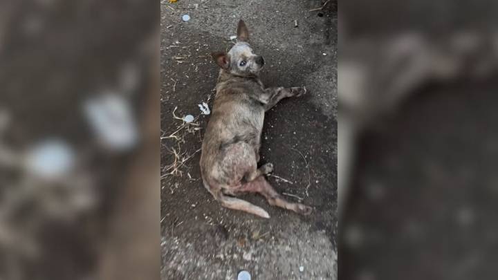 A Senior Dog Called “Too Ugly To Love” Waited Three Days On A California Street For Kindness To Find Him