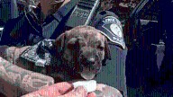 Lone Tree officers arrest 2 suspects, find puppy in allegedly stolen car