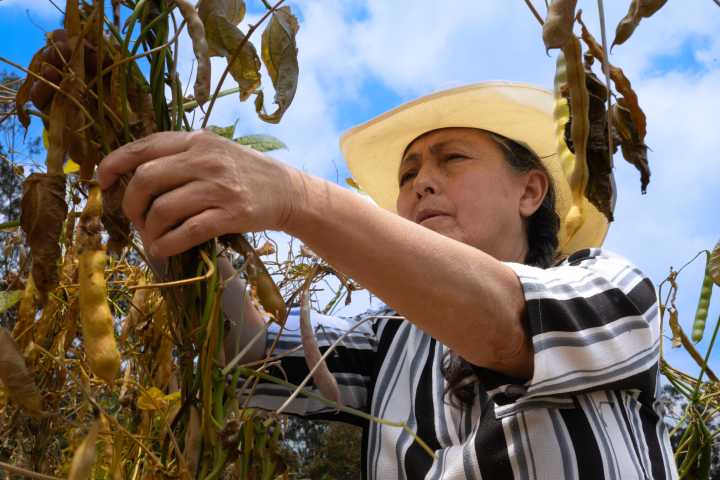 Colombia exportó más de 53 millones de kilos de cereales, leguminosas y soya en el primer semestre