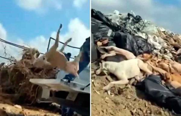 Indigna trato a perros muertos en Piedras Negras