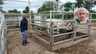 Nueva investigación contra el abogado de Emerenciano Sena por robo de ganado