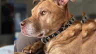 Texas Woman Brings Home A “Senior” Shelter Dog And Is Stunned To Learn His Real Age