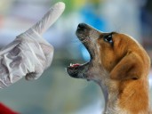 La medicación 2 en 1 contra gusanos del corazón y pulgas más vendida del 2025