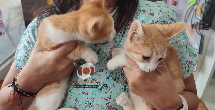 Entornos de violencia influyen en el maltrato y crueldad animal: animalista