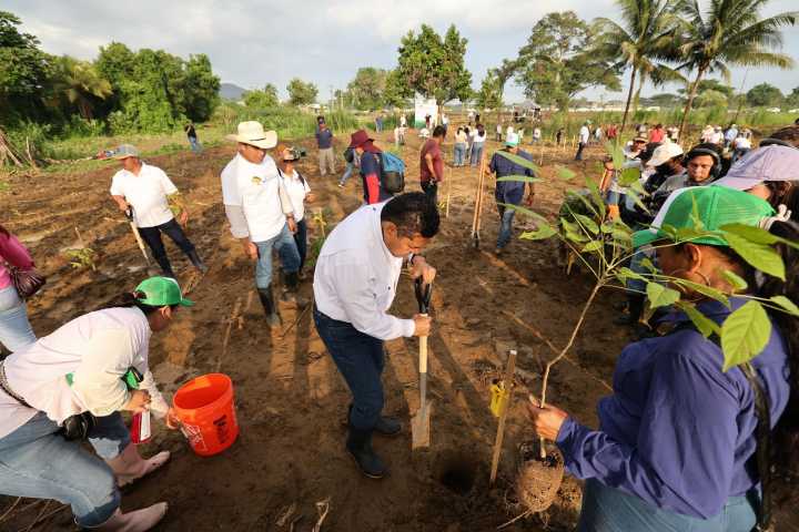 Pueblo y Gobierno de Tabasco reforesta con éxito: superan los 2.4 millones de árboles.