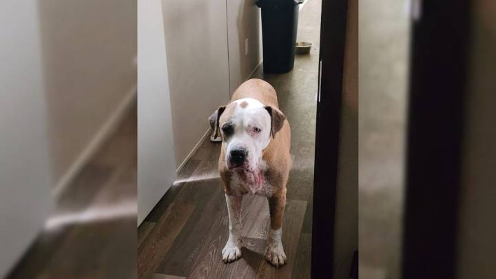 Texas Woman Spots Familiar Face Online And Realizes Her Lost Dog Has Been Found After Seven Years