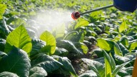 Adiós al vinagre blanco: el producto natural que te ayudará a desherbar el jardín sin esfuerzo