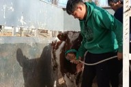 Escuelas agropecuarias neuquinas expondrán animales propios en la Expo Bovinos
