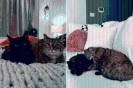Rescue Cat Spends 2 Years in Shelter—Finally Gets Second Chance