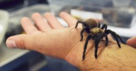 What to know about the annual tarantula 'migration' around La Junta as it comes to a close
