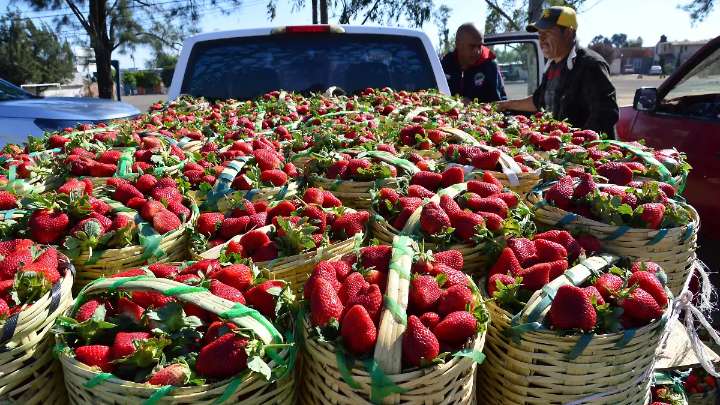 Festival de la Fresa en Irapuato: estos serán los eventos que habrá en la edición 2025