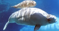 Marineland says its 30 belugas may fall into government care or face ‘euthanasia’