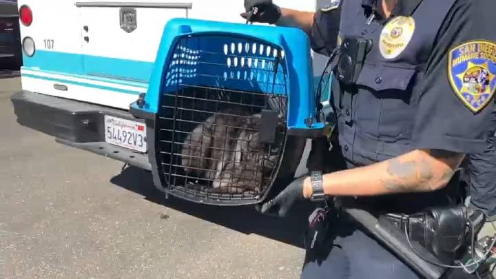 40 cats rescued from studio apartment