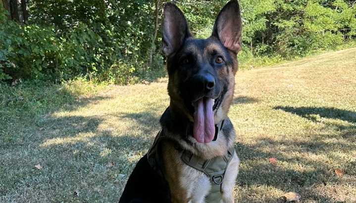 Perro policía rescata a dos niños de 11 años desaparecidos en un bosque de Indiana
