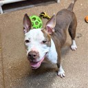 Lexington Humane Society caring for dog returned in poor condition months after adoption