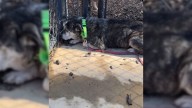 Georgia Shelter Dog Who Crawled Into A Corner When Scared Made A Transformation After Meeting Kind Volunteer