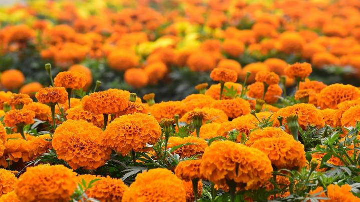 Discover The Power Of Marigold A Vibrant, Nutrient-Packed, Edible Superfood for Health and Wellness