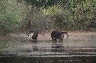 VIDEO| Hallazgo histórico: registran una pareja de tapires en una reserva del interior santiagueño