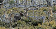 Wild deer pie anyone? Hunters gather to eat the problem