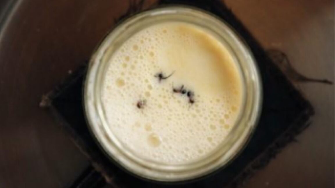 How ants can kick-start fermentation to make yogurt