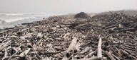 Estudio líder de Uniatlántico revela que madera flotante costera es un reservorio de "carbono azul"