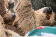 Sloth named Beanie's Baby makes debut at Elmwood Park Zoo