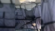 Texas Woman's Heart Races When Her Dog Disappears From Backseat During A Red Light Stop