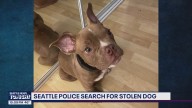 Seattle police search for stolen dog