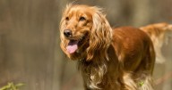 Mascotas y verano: ¿Dónde se pueden pasear perros y gatos en la costa del río en Neuquén?