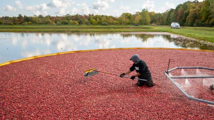 Michigan Marvels: Cranberry harvest, from South Haven to…