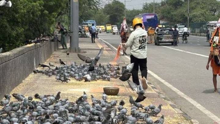 After ban, BMC plans pigeon-feeding sites at SGNP, Aarey, Wadala and Gorai