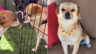 California Rescuers Give Hope And A New Life To Dog Left Homeless After Eviction