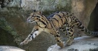 Clouded leopard dies of anemia Sepahijala wild life sanctuary , food shortage the reason