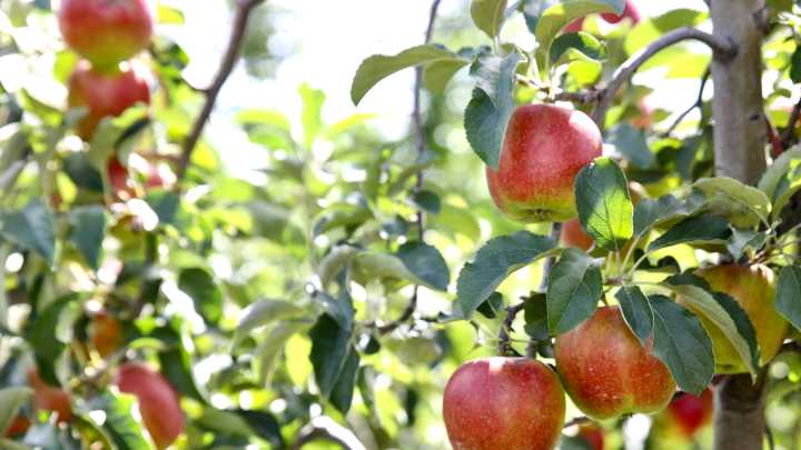 20 apple orchards to visit in and around the Rockford area