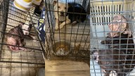 Louisville man arrested after 19 dogs rescued in animal abuse case