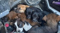 Kentucky Couple On ATV Ride Meets Seven Puppies Desperately Seeking Help