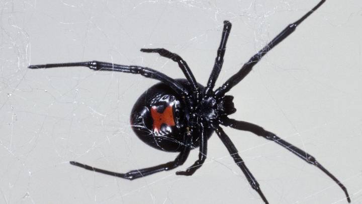 Thousands of spiders could be in home at once