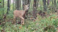 Deer tests positive for Chronic Wasting Disease in Pulaski County
