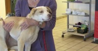 Bone dry: Oklahoma Alliance for Animals pet food pantry empty