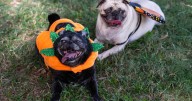 Don’t let Halloween's noise and chaos and costumes spook the pets. Follow these safety tips.