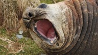 Environment 
                                              Premium
                                            Seal deaths raise fears about nasty strain of bird flu