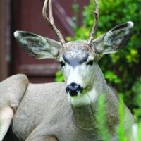Penticton council putting committee together to address urban deer