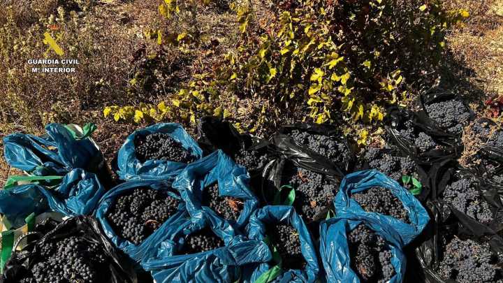 Pillados in fraganti mientras vendimiaban uva ajena: Se afanaban en cortar racimos hasta conseguir recolectar 500 kilos de uva en Briones