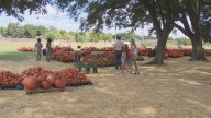 Alleged church pumpkin thieves have a change of heart as they return to confess their sin