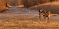 It’s car-deer season; drivers warned to stay alert