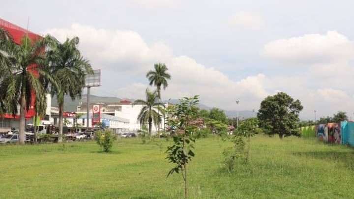 Habitantes de la Comuna 3 denuncian la presunta intención de un ‘arboricidio’ en la Calle 25, por parte de la Alcaldía
