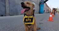 Adiós a ‘Chicles’: Muere perrito maratonista que conquistó Tijuana; denuncian presunto envenenamiento