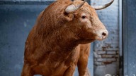 Serios y bien armados: así son los novillos de López Gibaja para abrir la Feria de Otoño