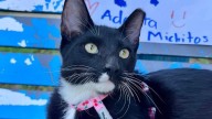 De la calle a un hogar: cómo voluntarios cambian la vida de gatos y perros en Tampico